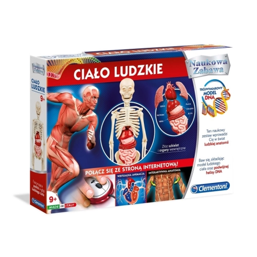 model ciała ludzkiego